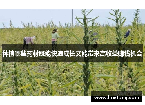 种植哪些药材既能快速成长又能带来高收益赚钱机会